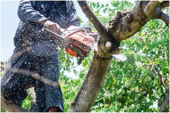 tree services Wiley Ford